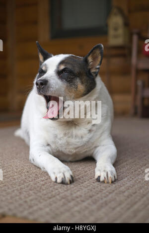 Fat store rat terrier