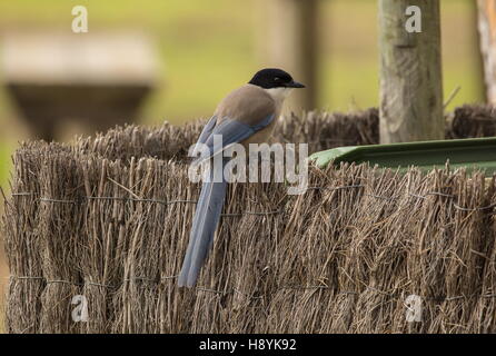 Iberian azure-winged magpie or Iberian magpie, Cyanopica cooki, on refuse container in Coto Donana, south-west Spain