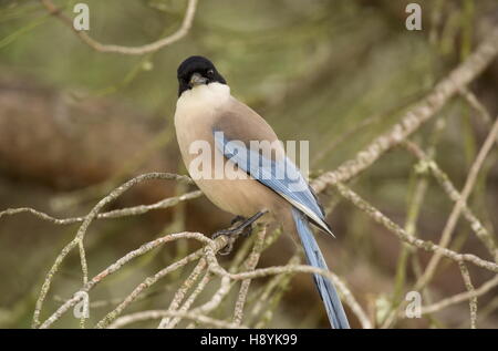 Iberian azure-winged magpie or Iberian magpie, Cyanopica cooki, in Coto Donana, south-west Spain