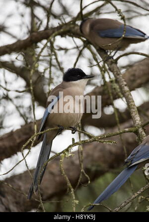 Iberian azure-winged magpie or Iberian magpie, Cyanopica cooki, in Coto Donana, south-west Spain Stock Photo