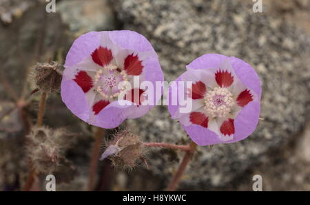 Desert five-spot, Eremalche rotundifolia in flower; Death Valley, California. Stock Photo