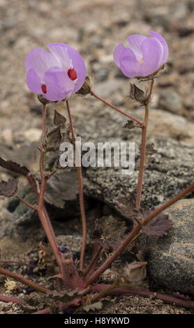 Desert five-spot, Eremalche rotundifolia in flower; Death Valley, California. Stock Photo