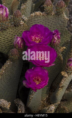 Beavertail Cactus, Opuntia basilaris, in flower in the Californian Desert.