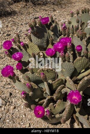 Beavertail Cactus, Opuntia basilaris, in flower in the Californian Desert.