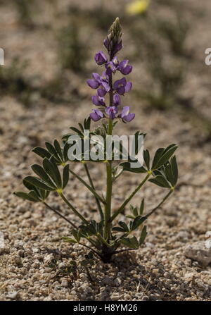 Arizona lupine, Lupinus arizonicus in flower in spring, Joshua Tree National Park, California. Stock Photo