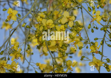 Blue palo verde tree, Parkinsonia florida, in flower on river-wash, Sonoran Desert, California. Stock Photo