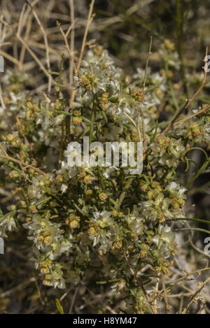 Burro bush, Ambrosia dumosa, in flower in the Sonoran Desert, California. Stock Photo
