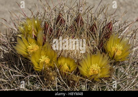 Barrel Cactus, Ferocactus cylindraceus, in flower; Sonoran Desert, California. Stock Photo