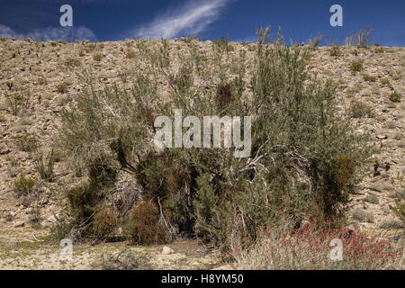 Desert Ironwood, Olneya tesota, with heavy infestation of Desert mistletoe, Phoradendron californicum, Sonoran desert, Californi Stock Photo