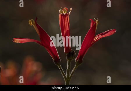 Chuparosa or hummingbird bush,  Justicia californica, in flower in the Sonoran desert, California. Important food-source for hum Stock Photo