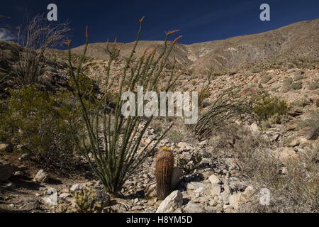 Cactus-rich slope in the Anza-Borrego Desert State Park, Sonoran Desert, California. Stock Photo