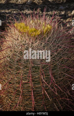 Barrel Cactus, Ferocactus cylindraceus, in flower; Sonoran Desert, California. Stock Photo