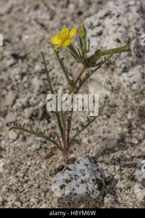 Whitestem Blazingstar, Mentzelia albicaulis in flower in Anza-Borrego, Sonoran Desert, California. Stock Photo