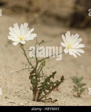 Desert chicory, Rafinesquia neomexicana, in flower in sandy desert, Anza-Borrego, California. Stock Photo