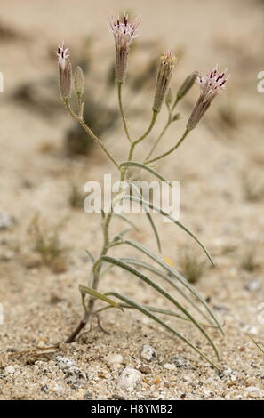 Spanish needle, Palafoxia arida, in flower in sandy desert, Anza-Borrego, California. Stock Photo