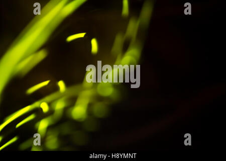 Green overlay background of green lights with bokeh effect. Includes copy space. Stock Photo