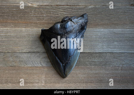 Fossilized megalodon shark tooth Stock Photo