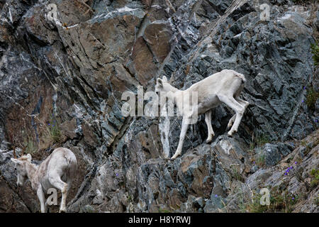 Dall Sheep ewe and lamb playing on the steep rocky slope near Windy ...