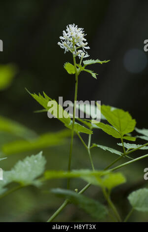 baneberry, actaea spicata Stock Photo