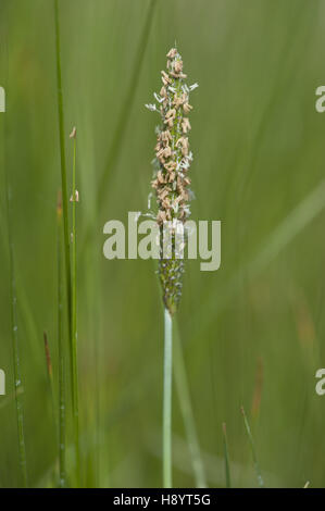 rendle's meadow foxtail, alopecurus rendlei Stock Photo