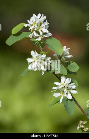 alder-leaf shadbush, amelanchier alnifolia Stock Photo