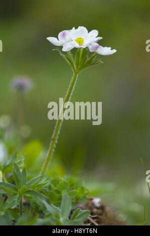 narcissus-flowered anemone, anemone narcissiflora Stock Photo