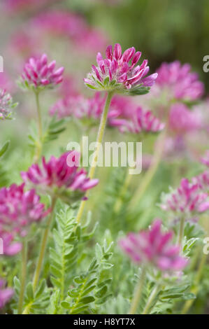 mountain kidney vetch, anthyllis montana Stock Photo