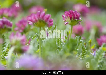 mountain kidney vetch, anthyllis montana Stock Photo