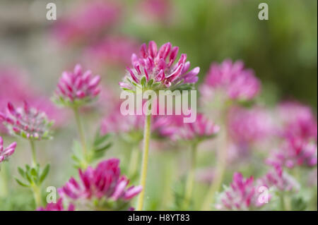 mountain kidney vetch, anthyllis montana Stock Photo