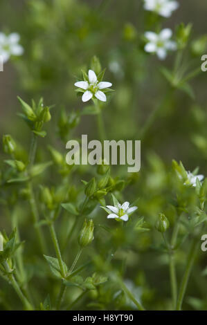 thyme-leaved sandwort, arenaria serpyllifolia Stock Photo