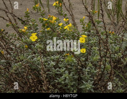 Beach evening primrose, Camissoniopsis cheiranthifolia, on sand-dunes in San Francisco, California. Stock Photo