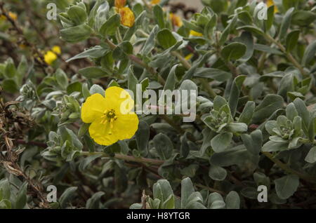 Beach evening primrose, Camissoniopsis cheiranthifolia, on sand-dunes in San Francisco, California. Stock Photo