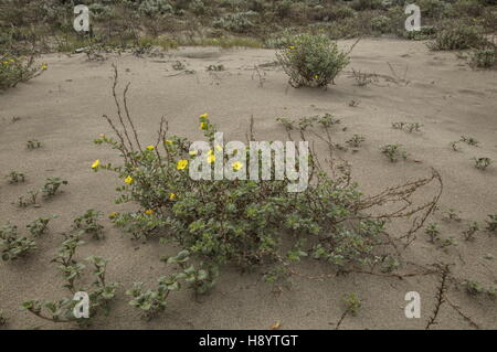 Beach evening primrose, Camissoniopsis cheiranthifolia, on sand-dunes in San Francisco, California. Stock Photo