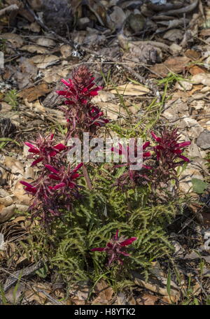 Indian warrior, Pedicularis densiflora, in flower in open woodland, Mt Tamalpais, California. Stock Photo
