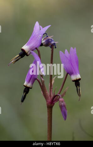 Henderson's Shooting Star, Dodecatheon hendersonii,  Mosquito Bills, broad-leaved shooting star, sailor caps, Californian cyclamen Stock Photo