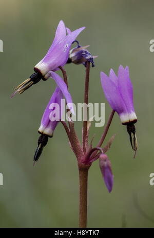 Henderson's Shooting Star, Dodecatheon hendersonii,  Mosquito Bills, broad-leaved shooting star, sailor caps, Californian cyclamen Stock Photo