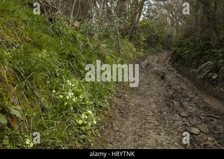 Spring flowers in ancient Sunken Lane - Hell Lane, from North Chideock to Symondsbury, West Dorset. Stock Photo