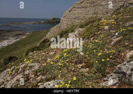 Hoary Rock-rose, Helianthemum oelandicum ssp incanum, in flower at Worm's Head,  Rhossili; Gower Peninsula AONB, South Wales. Stock Photo