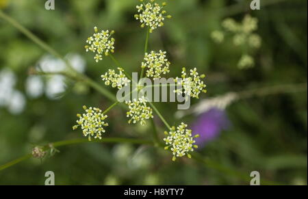 Pepper Saxifrage, Silaum silaus, umbel in flower, old meadow. Stock Photo