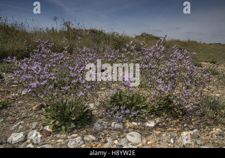 Rock sea-lavender, Limonium binervosum on shingle at Cuckmere Haven, East Sussex. Stock Photo