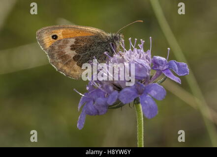 Meadow Brown butterfly, on Field Scabious; chalk downland, Dorset. Stock Photo