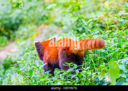 Red panda (Ailurus fulgens) or lesser panda walking in the grass, picture from behind Stock Photo