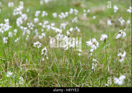 Bog Cotton, Common Cottongrass, scientific name: Eriphorum angustifolium, West Cork, Ireland. Stock Photo