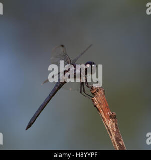 Big dragonfly that is waiting on a stick for a bug to eat Stock Photo