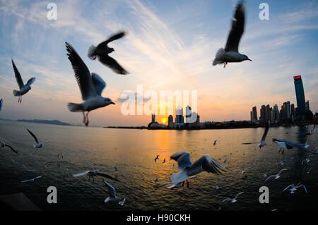 Qingdao, China's Shandong Province. 10th Jan, 2017. Birds fly at the coastal area in Qingdao, east China's Shandong Province, Jan. 10, 2017. © Wang Haibin/Xinhua/Alamy Live News Stock Photo