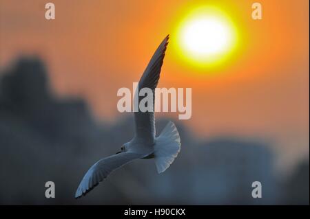 Qingdao, China's Shandong Province. 10th Jan, 2017. A bird flies at the coastal area in Qingdao, east China's Shandong Province, Jan. 10, 2017. © Wang Haibin/Xinhua/Alamy Live News Stock Photo