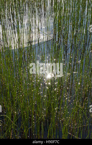 sun sparkling through water horsetail, Finland Stock Photo