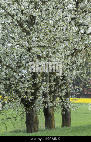 blooming cherry trees, oldenburg münsterland, damme-osterfeine, landkreis vechta, niedersachsen, germany Stock Photo