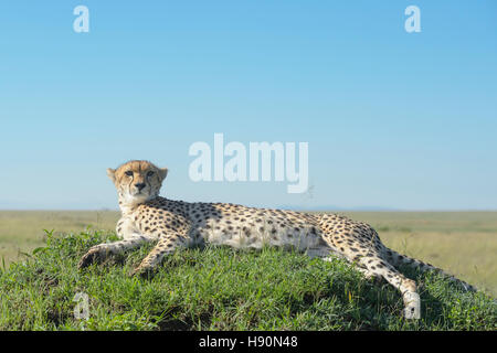 Cheetah (Acinonix jubatus) lying down on hill in savanna, close up, Maasai Mara National Reserve, Kenya Stock Photo