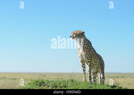 Cheetah (Acinonix jubatus) standing on hill in savanna, close up with wide angle, Maasai Mara National Reserve, Kenya